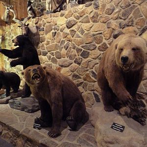 McElroy Hall - Bears