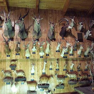 McElroy Hall - Antelope