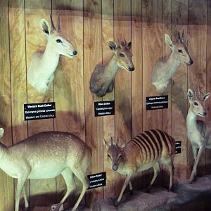 McElroy Hall - 7 Duikers