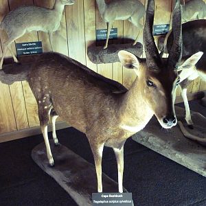 McElroy Hall - Cape Bushbuck