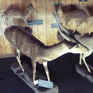 McElroy Hall - Limpopo Bushbuck