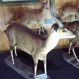 McElroy Hall - Nile Bushbuck