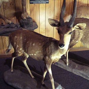 McElroy Hall - Masai Bushbuck