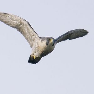 Another peregrine