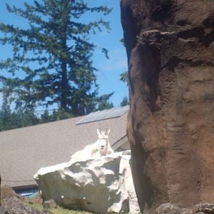 Mountain Goat at Oregon Zoo