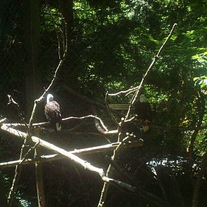 Bald Eagles at Oregon Zoo