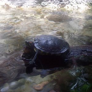 Turtle at Oregon Zoo
