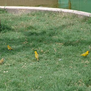 Wild Saffron Finches (Sicalis flaveola)