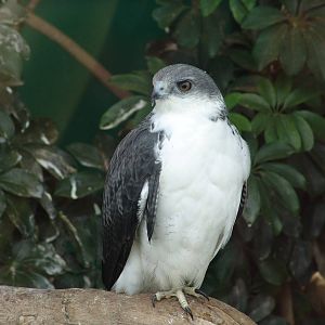 Grey-headed Kite (Leptodon cayanensis)???
