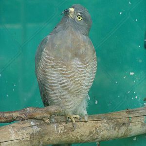 Roadside Hawk (Buteo magnirostris)
