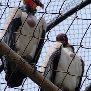 King Vultures (Sarcoramphus papa)
