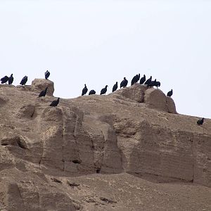 Wild Black Vultures (Coragyps atratus)