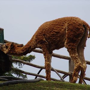 A shaved Alpaca (Vicugna pacos)