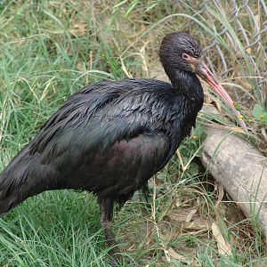 Puna-Ibis (Plegadis ridgwayi)