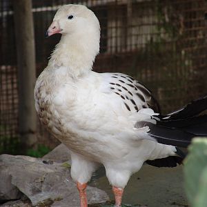 Andean Goose (Chloephaga melanoptera)