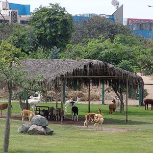 "South American Camels" Enclosure