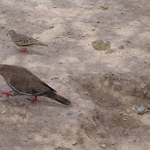 Wild West Peruvian Dove (Zenaida meloda) & a Croaking Ground Dove (Colu