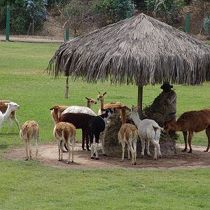 "South American Camels" Enclosure