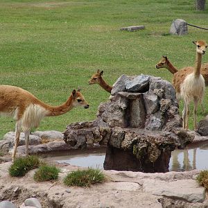 Vicuñas (Vicugna vicugna)