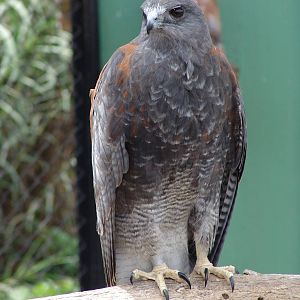 Puna or Gurney's Hawk (Buteo poecilochrous)