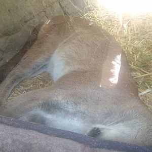 Cougar at Oregon Zoo