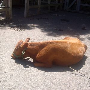Cow at Oregon Zoo