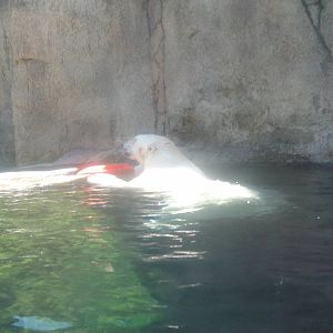 Polar Bear at Oregon Zoo