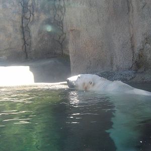Polar Bear at Oregon Zoo