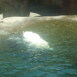 Polar Bear at Oregon Zoo