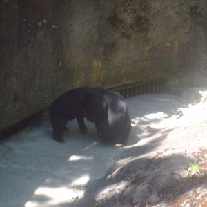 Sun Bears at Oregon Zoo