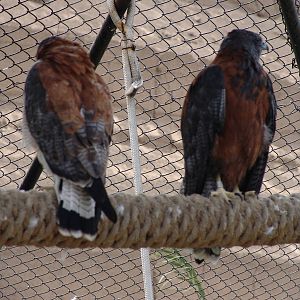Puna or Gurney's Hawks (Buteo poecilochrous)