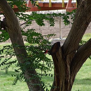 A wild Vermilion Flycatcher (Pyrocephalus rubinus)