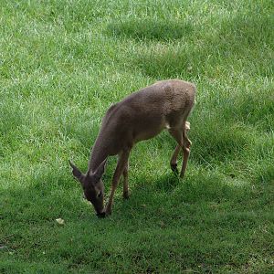 White-tailed Deer (Odocoileus virginianus)