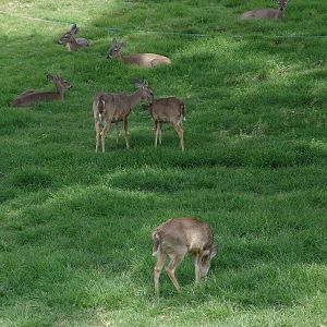 White-tailed Deer (Odocoileus virginianus)