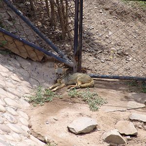 Sechuran Fox (Pseudalopex sechurae)