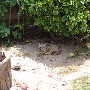 Sechuran Fox (Pseudalopex sechurae)