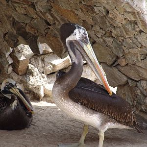 Brown Pelicans (Pelecanus occidentalis)