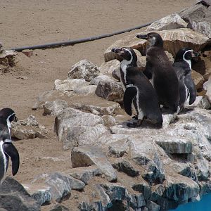 Humboldt Penguins (Spheniscus humboldti)