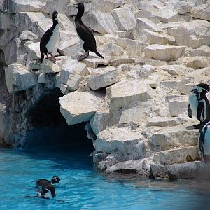 Guanay Cormorants (Phalacrocorax bougainvillii) and Humboldt Penguins (Sphe