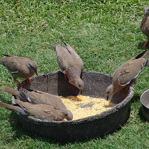 Wild West Peruvian Doves (Zenaida meloda)