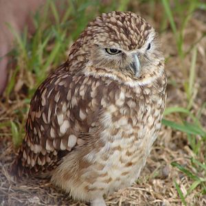 Burrowing Owl (Athene cunicularia)