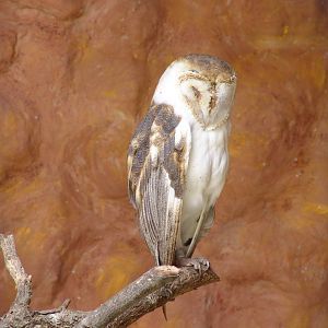 Barn Owl (Tyto alba)