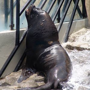 Male South American Sea Lion (Otaria flavescens)