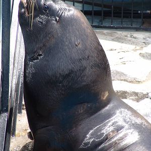 Male South American Sea Lion (Otaria flavescens)
