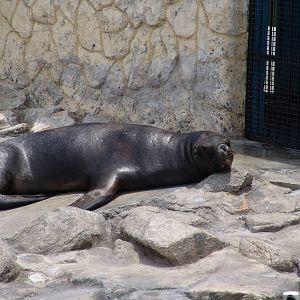 Female South American Sea Lion (Otaria flavescens)