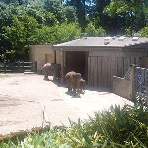 Elephants at Oregon Zoo