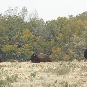 American Bison