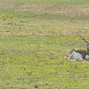Blackbuck