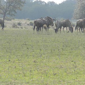Wildebeest
