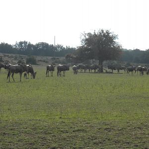 Wildebeest